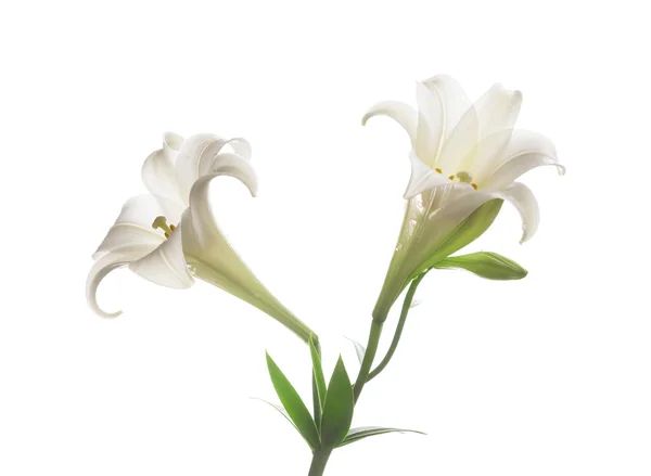 Blooming white lily on the white backgroup — Stock Photo, Image