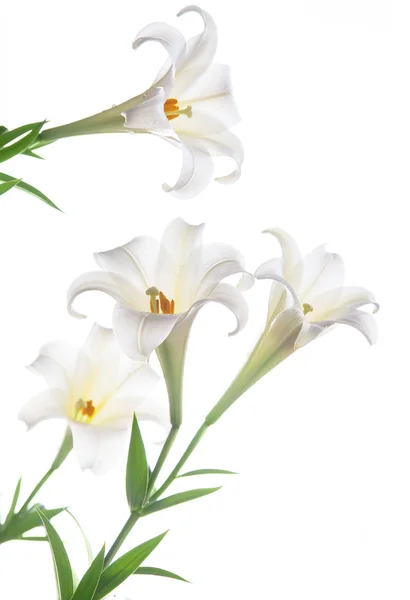 Kwitnący lilia biała na biały backgroup Obraz Stockowy