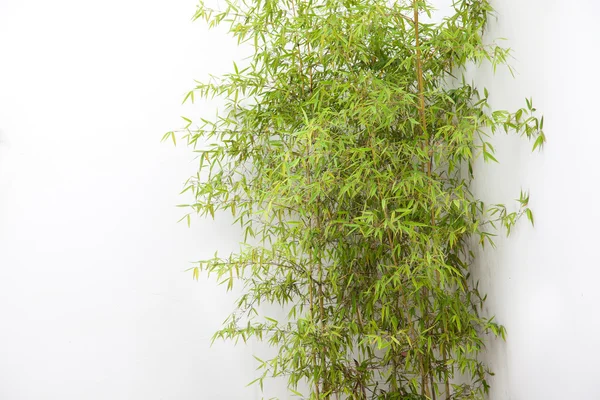 The clump of bamboo by the white wall — Stock Photo, Image