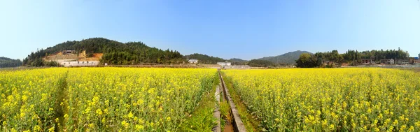 美丽的春天全景景观射击与盛开双低油菜籽 — 图库照片