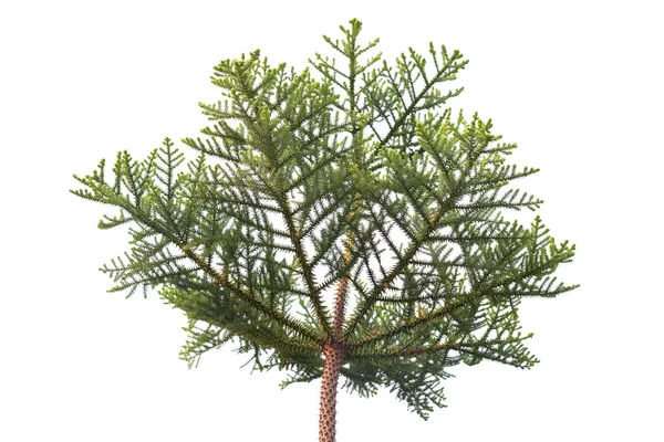 Pine tree crown isolated on the white background — Stock Photo, Image