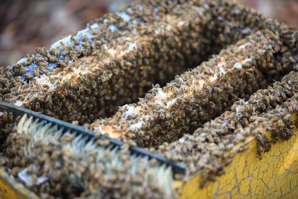 Opening bee hive — Stock Photo, Image