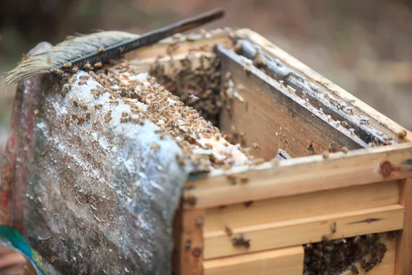 Opening bee hive — Stock Photo, Image