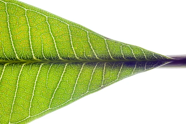 Part of green leaf on white background — Stock Photo, Image