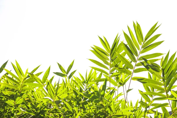 Bamboo leaves on white background — Stock Photo, Image