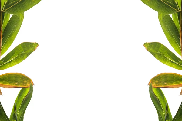Рамка из бамбуковых листьев на белом — стоковое фото