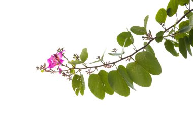 bauhinia ağacın çiçek şube 