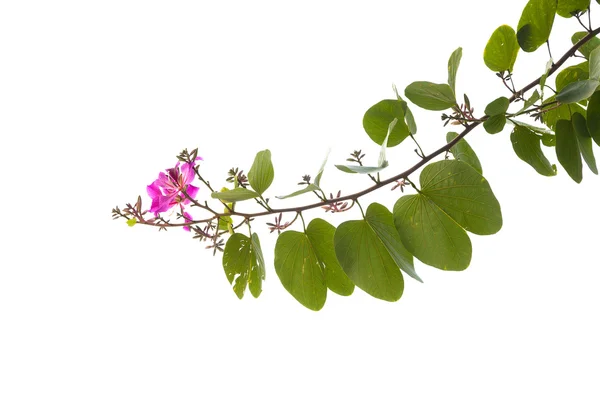 開花ツリーの分岐のバウヒニア — ストック写真