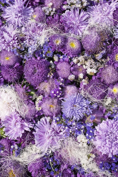 Aster Violet Close up Background — Stock Photo, Image