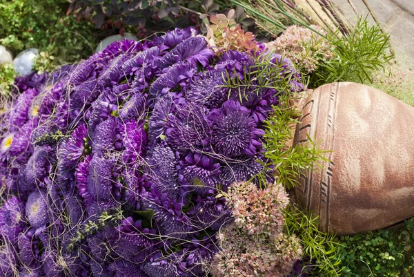 Aster violett jug — Stockfoto