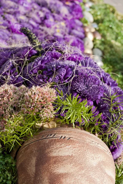 Aster violett pitcher — Stockfoto