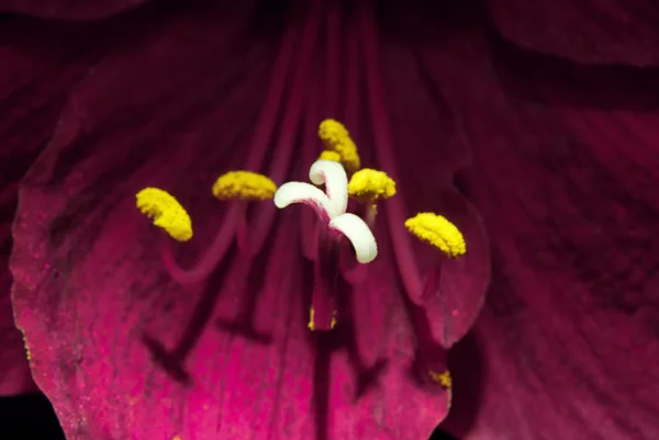 Makro röd blomma mortelstöt — Stockfoto