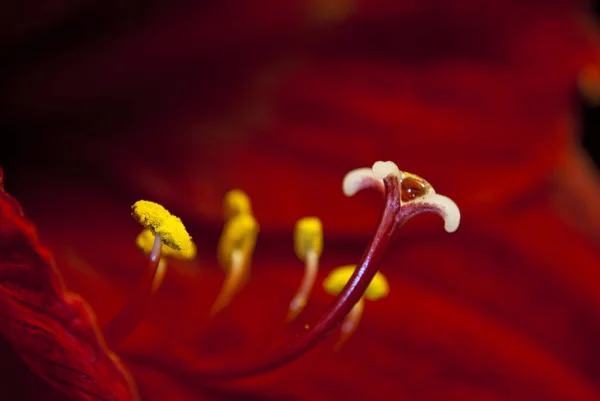 Röd blomma makro — Stockfoto