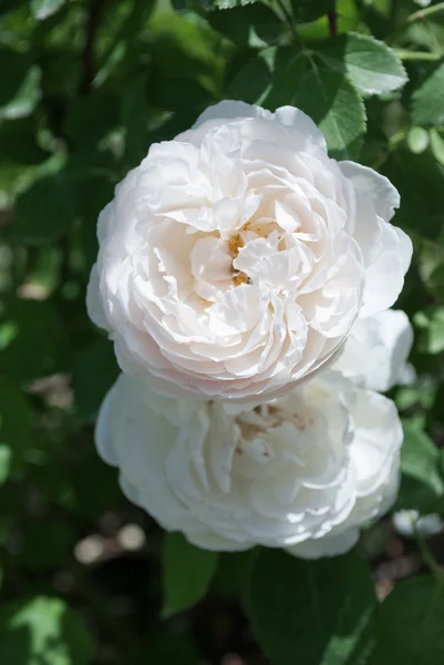 Zwei weiße Rosen — Stockfoto