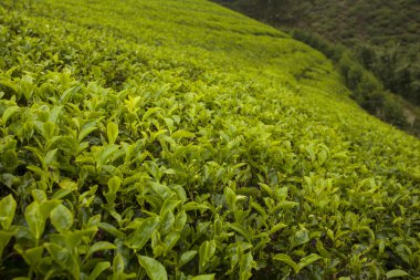 çay tarlaları