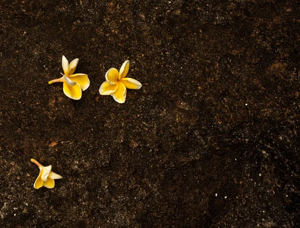 Frangipani — Stock Photo, Image