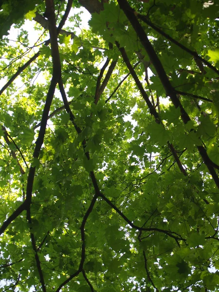 Leaves — Stock Photo, Image