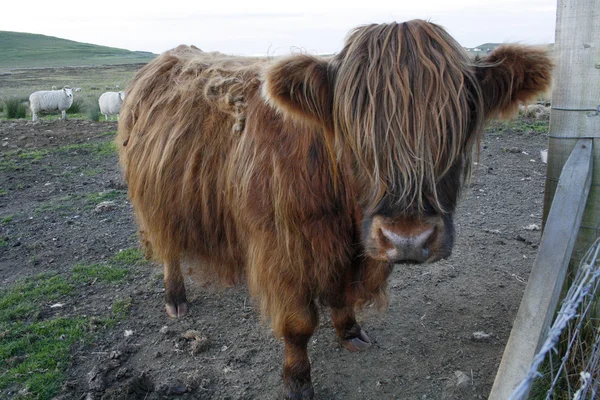 Huge Highland Cow — Stock Photo, Image