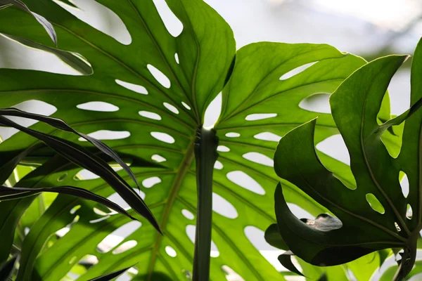 Monstera deliciosa Royaltyfria Stockbilder