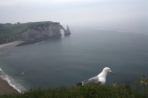 Etretat mewa — Zdjęcie stockowe