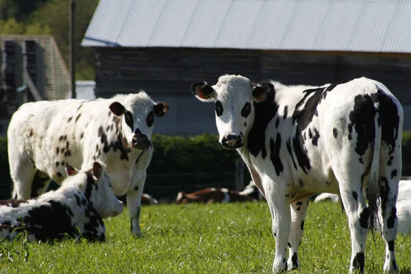 Normande kvæg - Stock-foto