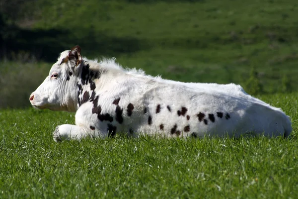 Vaca normanda en reposo — Foto de Stock