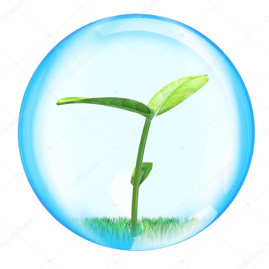 Shoots of plants in sphere