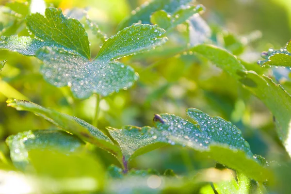 Gouttes d'eau sur l'herbe — Photo