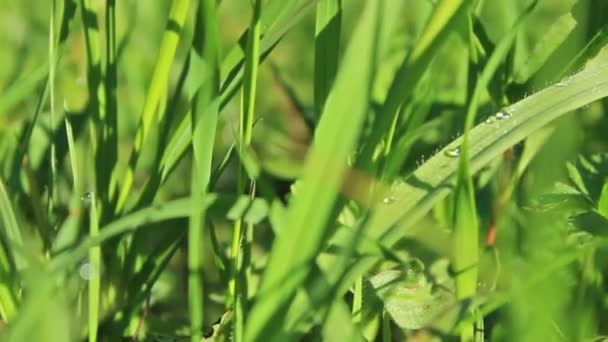 Herbe fraîche 