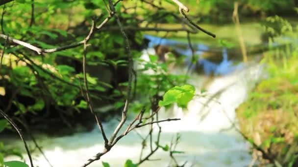 Río de montaña — Vídeos de Stock