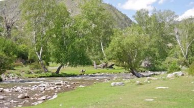 Dağları, ormanı ve önünde bir nehri olan bir manzara.