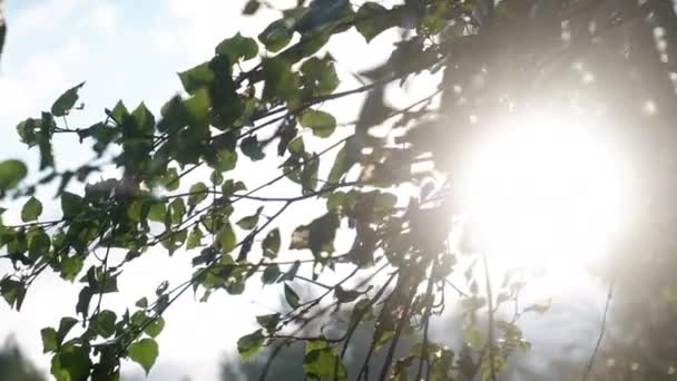 Gröna blad sol ljus genom levarna — Stockvideo