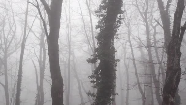 Древесина в тумане — стоковое видео