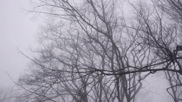 Древесина в тумане — стоковое видео
