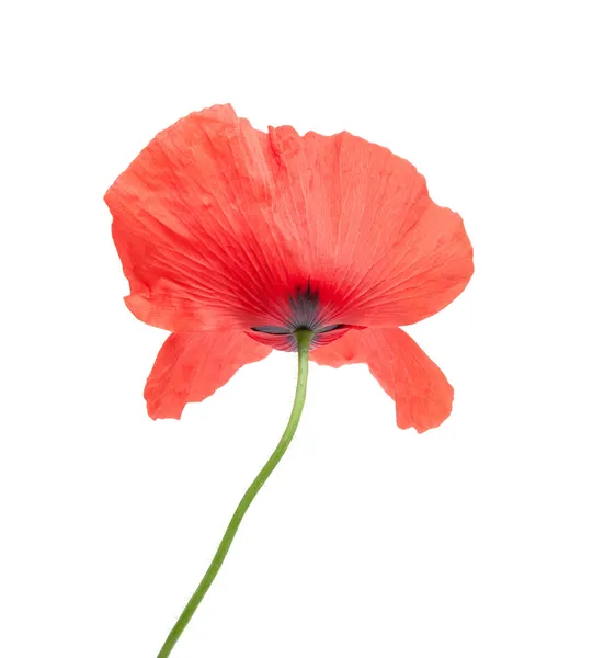 Flower — Stock Photo, Image