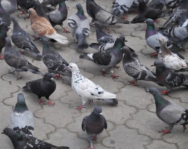 Güvercinler