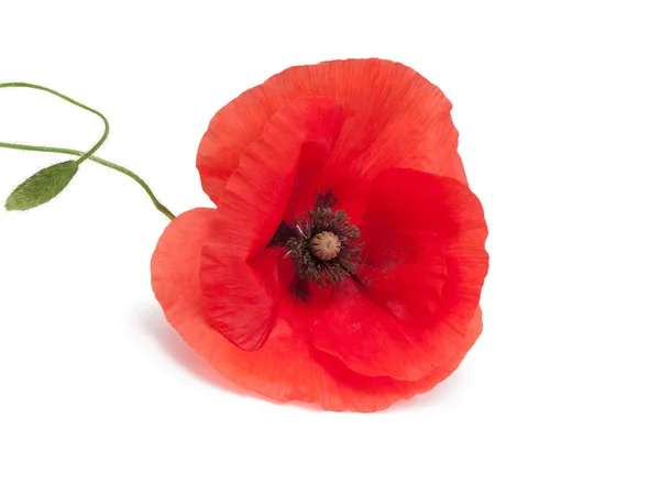 Mohn — Stockfoto