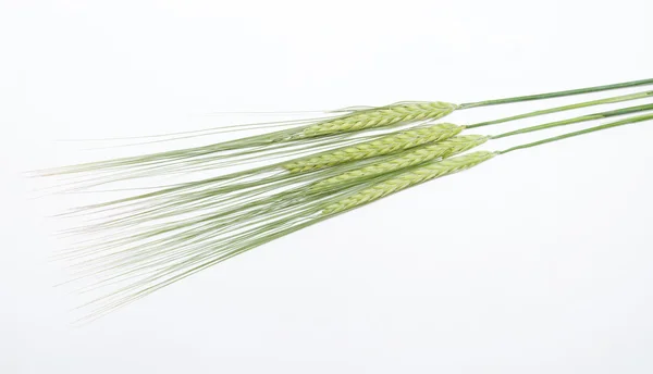 Wheat — Stock Photo, Image