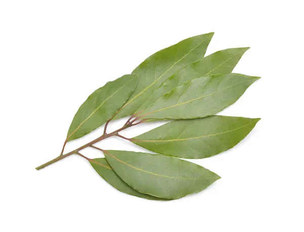 Bay leaves — Stock Photo, Image