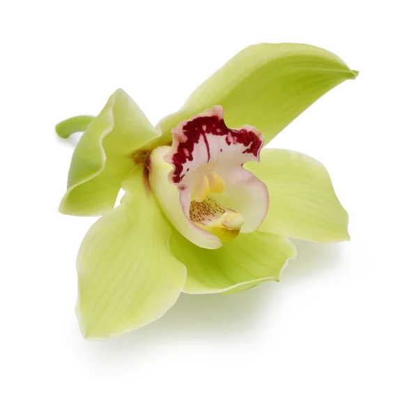 Orchidea — Foto Stock