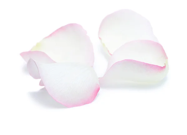 Petals — Stock Photo, Image