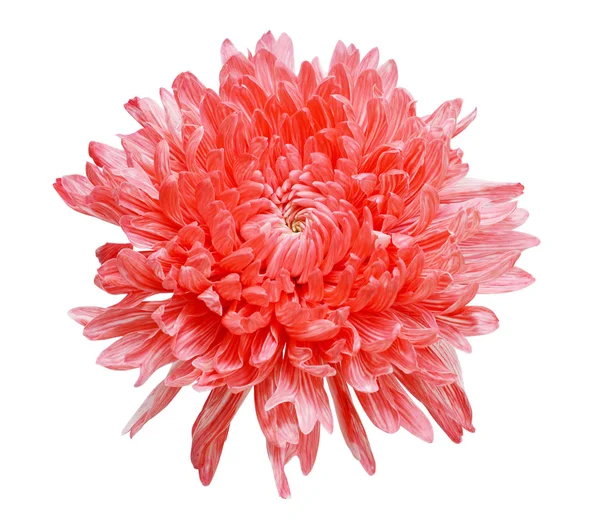 Chrysanthème — Photo