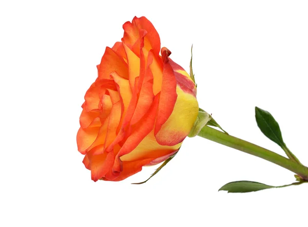 Rose — Stock Photo, Image