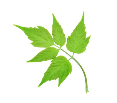 akçaağaç yaprağı