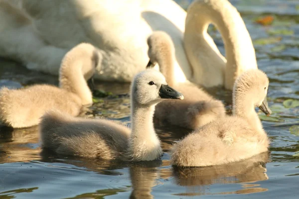 Cisnes jóvenes —  Fotos de Stock