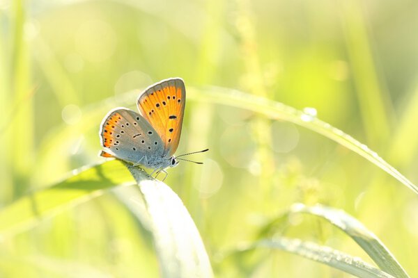Closeup of a butterfly