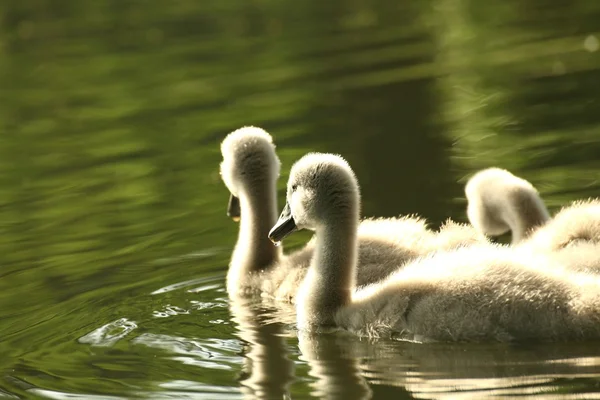 Cisnes jovens — Fotografia de Stock