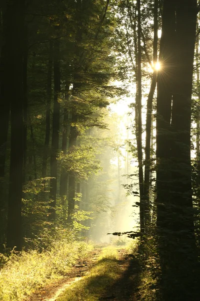 Camino del bosque en una mañana brumosa — Foto de Stock