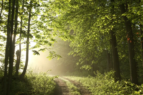 Bahar orman bir sisli sabahı — Stok fotoğraf