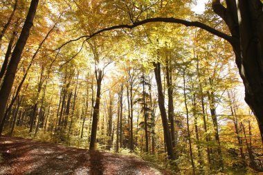 Güneş sonbahar orman